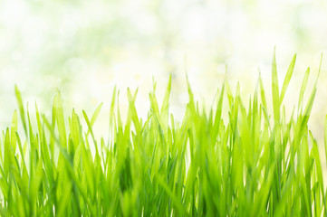 Fototapeta na wymiar Fresh green grass in bright sunshine