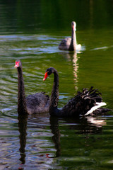 Obraz premium black swan on a pond in the reflection of water with a green background
