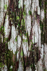 Tree Bark 01