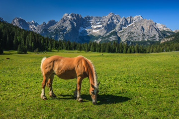 landscape forest in trentino with dolomiti mountain