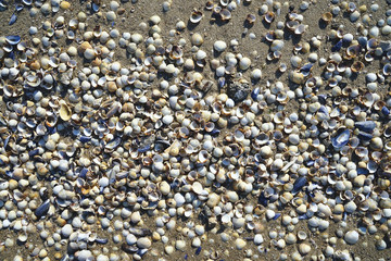 Muscheln im Spülsaum