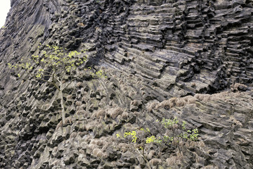 A tree on the vulcanic stone wall Vrkoc