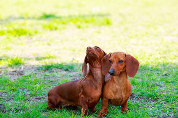 Dog breed dachshund