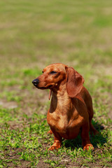 Dog breed dachshund