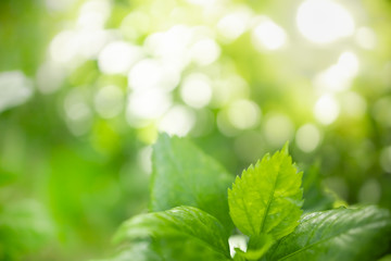 Close up of nature view green leaf on blurred greenery background under sunlight with bokeh and copy space using as background natural plants landscape, ecology wallpaper concept.