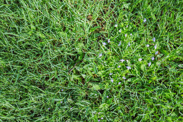 Obraz premium Close up of grass lawn with mini purple flower under sunlight using for background or wallpaper