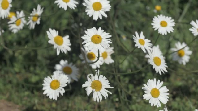 fleurs de marguerites au printemps 