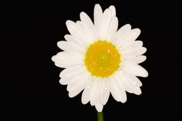 daisy isolated on black background