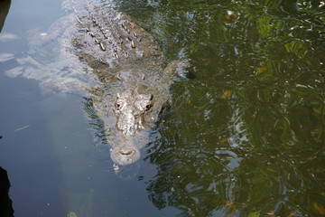 Crocodile Bay