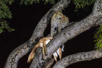 Leopard, Panthera pardus, with its prey, in a tree