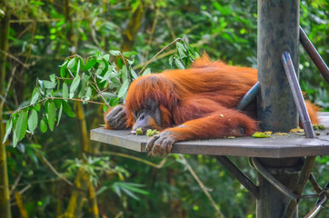 Obraz premium Orangutan in the zoo