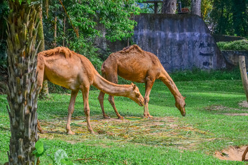 One-humped camel