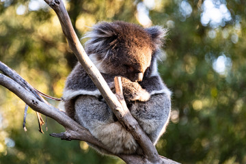 Koala Sleeping