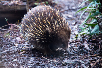 Echidna