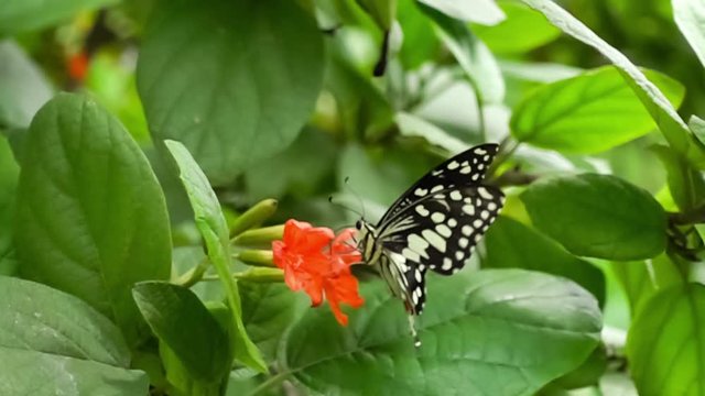 Adult Lime Butterfly flying, standing and feeding on red Cordia flowers in a garden in Slow Motion