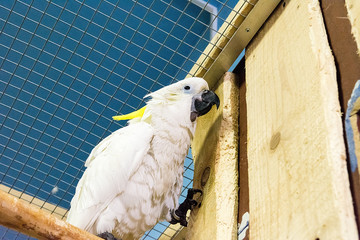 Beautiful parrot in 