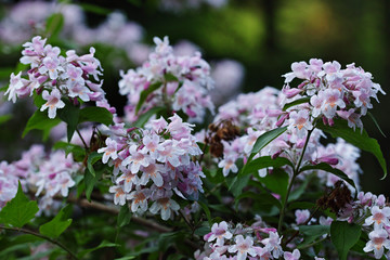 Fototapeta premium blossoms of a Kolkwitzia bush