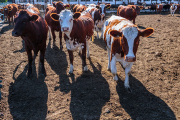 breed of hornless dairy cows eating silos fodder in cowshed farm somewhere in central Ukraine, agriculture industry, farming and animal husbandry concept