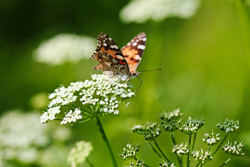 The silver-washed fritillary Argynnis paphia butterfly.