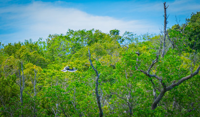 Hornbill flying past mangrove trees