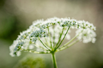 Smyrnium olusatrum, common name Alexanders or horse parsley,