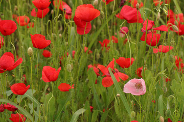 Fototapeta premium Tle kwiatów z zieloną trawą i closeu jaskrawoczerwone maki