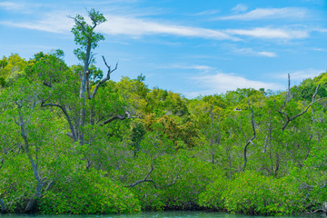 Mangrove trees to waters edge
