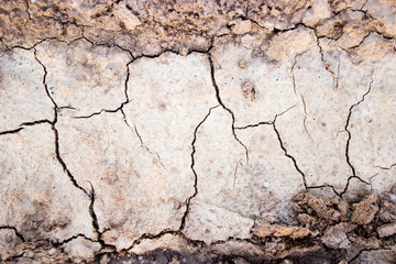 Fototapeta premium texture of cracks in dry ground