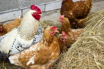 chickens and cock peeking out of a bale of hay