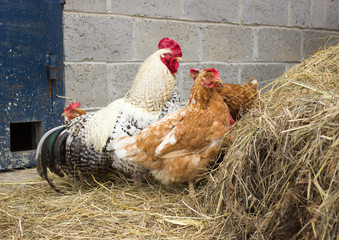 chickens and cock peeking out of a bale of hay
