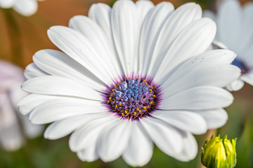 Beautiful white Gerbera flower with blue centre in natural setting