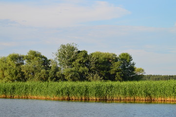reeds on the shoreline