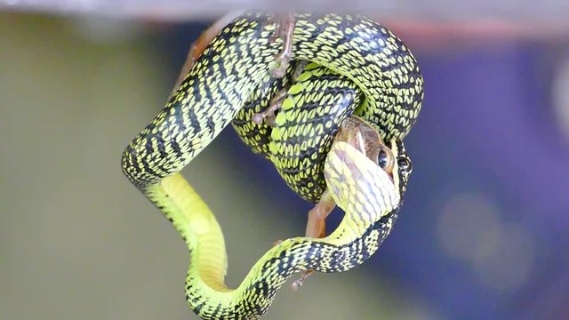 Snake attack and eating a lizard among fighting and struggling