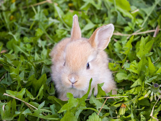 Orange rabbit on green grass. Home decorative rabbit outdoors. Little bunny. easter bunny.
