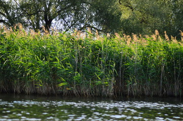 reeds on the shoreline