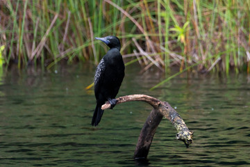 cormorant on branch