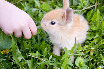 Cute bunny rabbit в траве кушает листик из рук ребенка. Cute bunny rabbit in colorful meadow beautiful spring scene