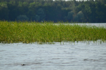 reeds on the shoreline
