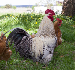 chicken and cock on green grass