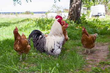 chicken and cock on green grass