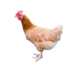 brown chicken isolated on white background