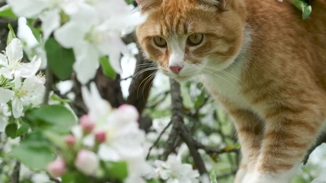 Сute ginger tabby cat on blossoming apple tree in spring garden. Flowering bloom of apple tree.
