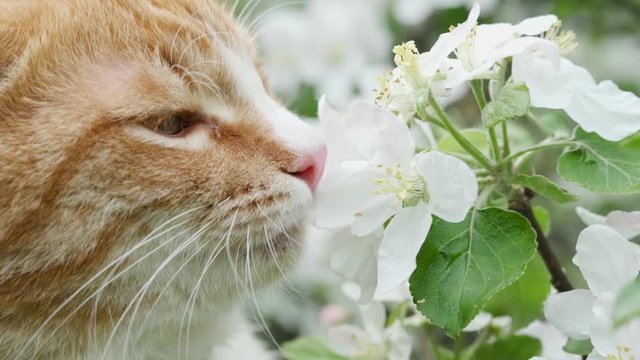 Close up cute ginger tabby cat sniffs white flowers on blossoming apple tree. Beautiful spring season in nature.