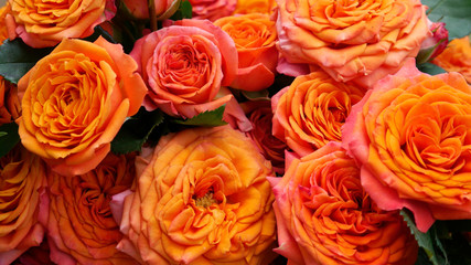 Background of orange and peach roses.