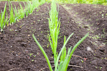 Green onions planted in a row.