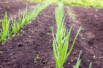Green onions planted in a row.