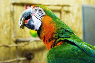 Beautiful parrot in 