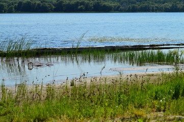 flowers in the garden