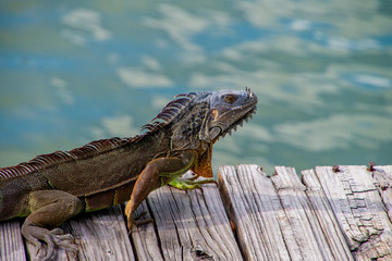 An iguana sunbathing at Miami, Florida, USA