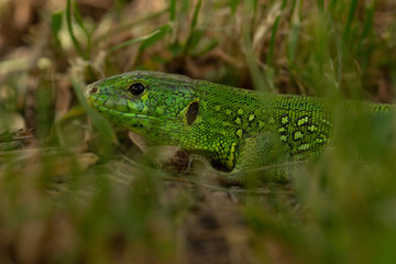  lizard